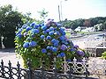 BlueHydrangea.JPG