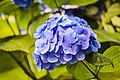 Hydrangea summer garden.jpg