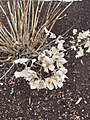 Wilted hydrangea.jpg
