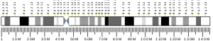 Chromosome 8 (human)