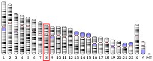 Chromosome 8 (human)