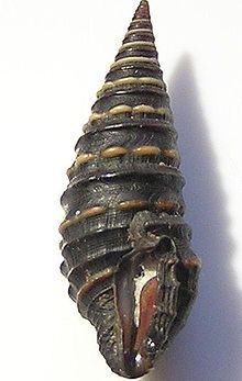 Zonulispira chrysochildosa 002.jpg