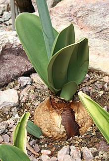 Rauhia peruviana 01 SSZ.jpg