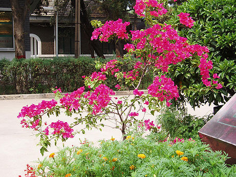 File:Bougainvillea 5.jpg