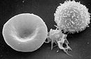 Red White Blood cells.jpg