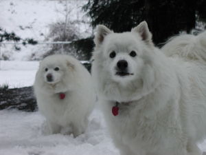 American Eskimos.JPG