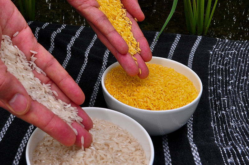 File:GoldenRice.jpg