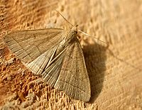 Herminia tarsipennalis01.jpg
