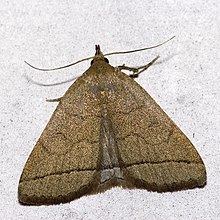 Zanclognatha.tarsipennalis.7219.jpg