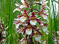 Thumbnail for version as of 16:22, 25 May 2009