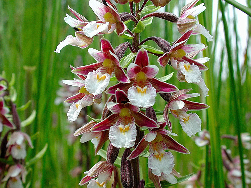 File:Helleborine2.jpg