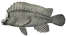 Congiopodus leucometopon 2.jpg