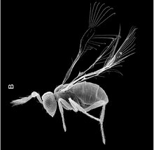 Megaphragma mymaripenne-SEM (cropped-B).tif