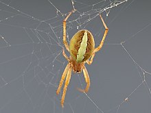 Female dorsal