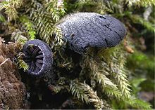 Resupinatus applicatus.jpg