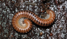 Cylindroiulus boleti.png