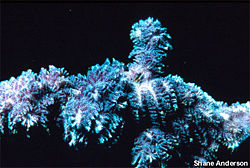 Bryozoan 100.jpg