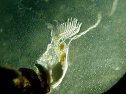 Freshwater bryozoan.jpg