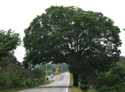 Zelkova.jpg