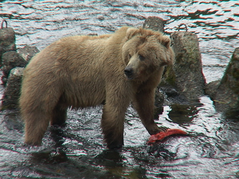 File:Bear salmon.jpg