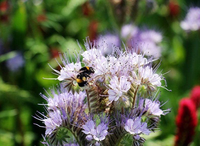 File:Tansy-phazelie-Bueschelschoen-Wild-Flower-Flower-1423383.jpg