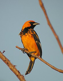Icterus pectoralis.jpg