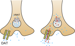 An image of methamphetamine pharmacodynamics