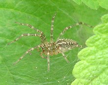 Agelenella opulenta.jpg