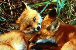 Playful vulpes vulpes cubs.jpg