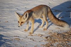 Ruppel's Fox.jpg