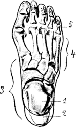 Foot.png