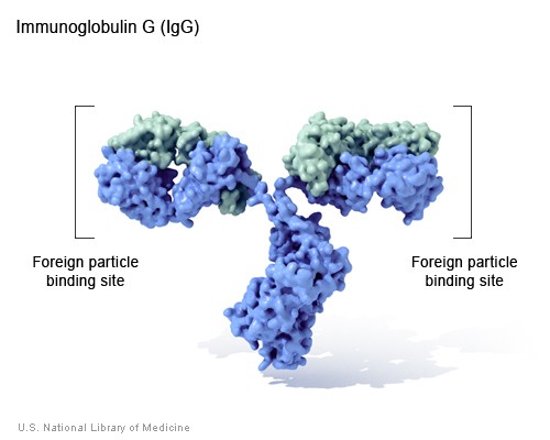 File:Immunoglobulin G Antibody.jpg