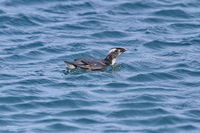 Japanese murrelet.jpg