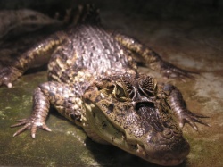 Kleines Krokodil.JPG