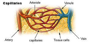 Illu capillary.jpg