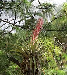 Tillandsia cossonii (25177322105).jpg
