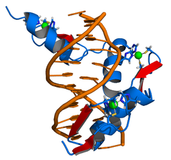 Zinc finger DNA complex.png