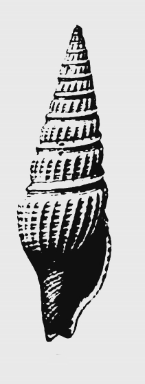 Hindsiclava paraconsors 001.jpg