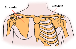Pectoral girdles-en.svg