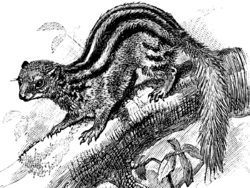 Galidictis fasciata.png