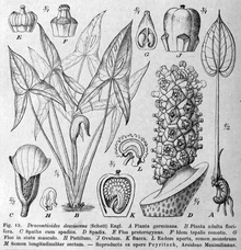 Dracontioides desciscens DPR.png