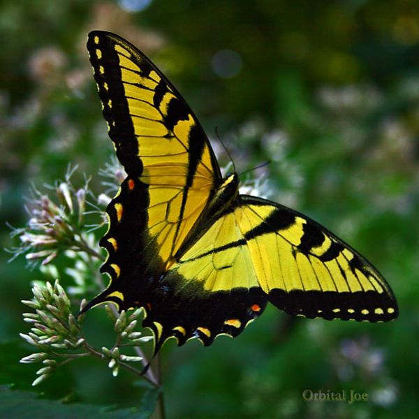 File:Swallowtail butterfly.jpg