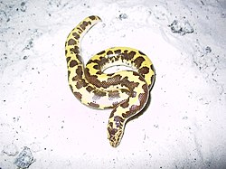 Gongylophis colubrinus loveridgei.jpg
