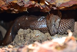 Whitaker's Boa adult.jpg