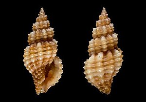 Cyrillia ephesina 001.jpg