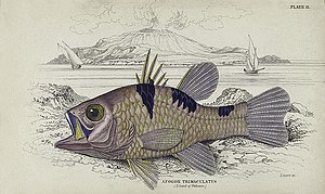 Vulcano-Apogon trimaculatus.jpg