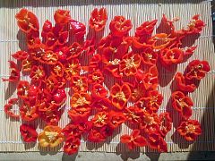Habaneros sun drying