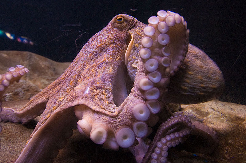 File:Octopus Tentacle.jpg