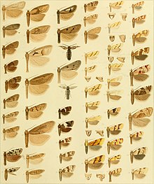 Die palaearktischen tortriciden. Eine monographische darstellung mit 24 tafeln in farbendruck, einer stammtafel und mehreren abbildungen im text. Mit einer unterstützung des (20750755668).jpg
