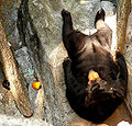 Thumbnail for version as of 02:17, 19 February 2010